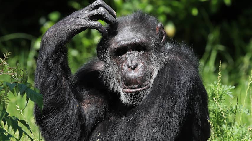 Chimpansee, aap