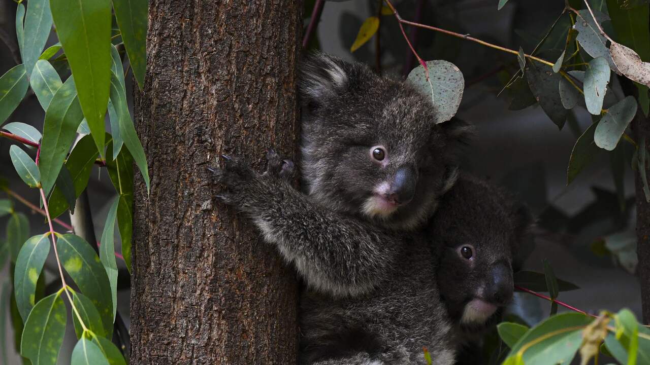 Klimaatvraag Welk dier sterft als eerste uit door klimaatverandering? NU+ Klimaat NU.nl