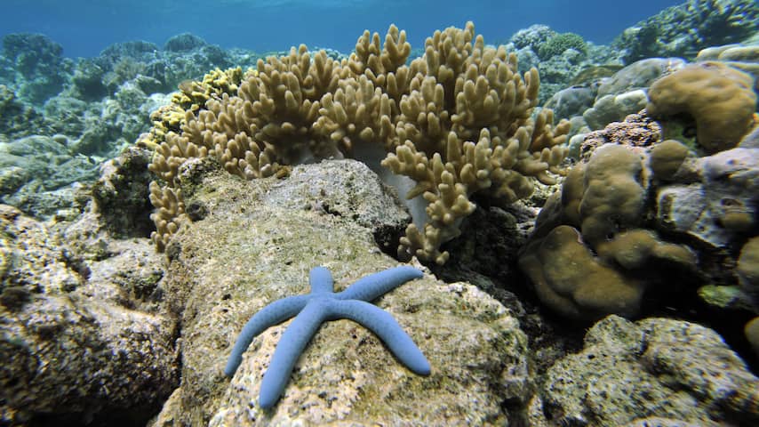 Ruim een derde van koraalriffen Indonesië verkeert in slechte staat