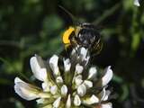EU verbiedt veelgebruikte bestrijdingsmiddelen die giftig zijn voor bijen 