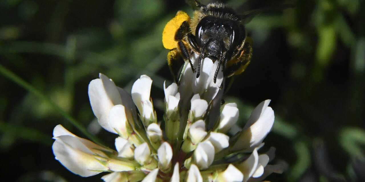 EU verbiedt veelgebruikte bestrijdingsmiddelen die giftig zijn voor bijen 