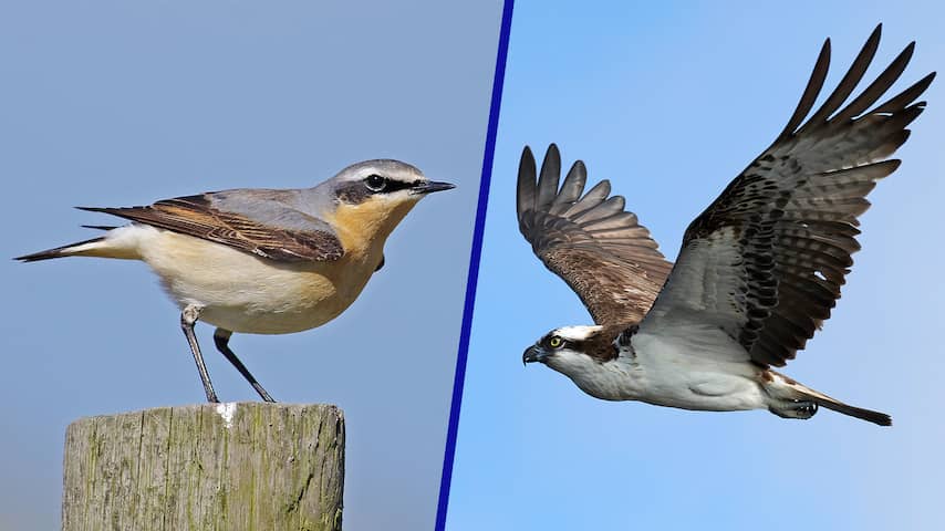 Veel minder vogels op het boerenland: 'De natuur vertelt ons iets'