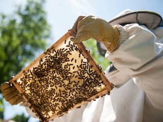 Duizenden bijen gestolen in Limburg: 'Dieven hebben echt moeite gedaan'