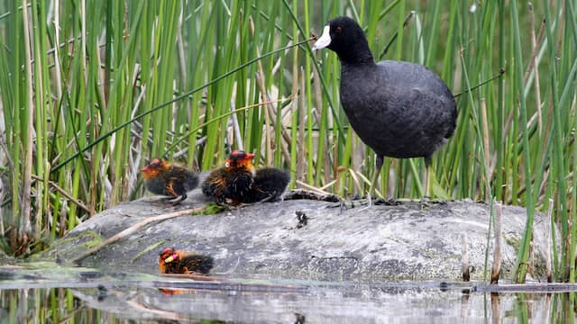 Meerkoetkuikens zijn felgekleurd zodat hun ouders ze niet laten verhongeren