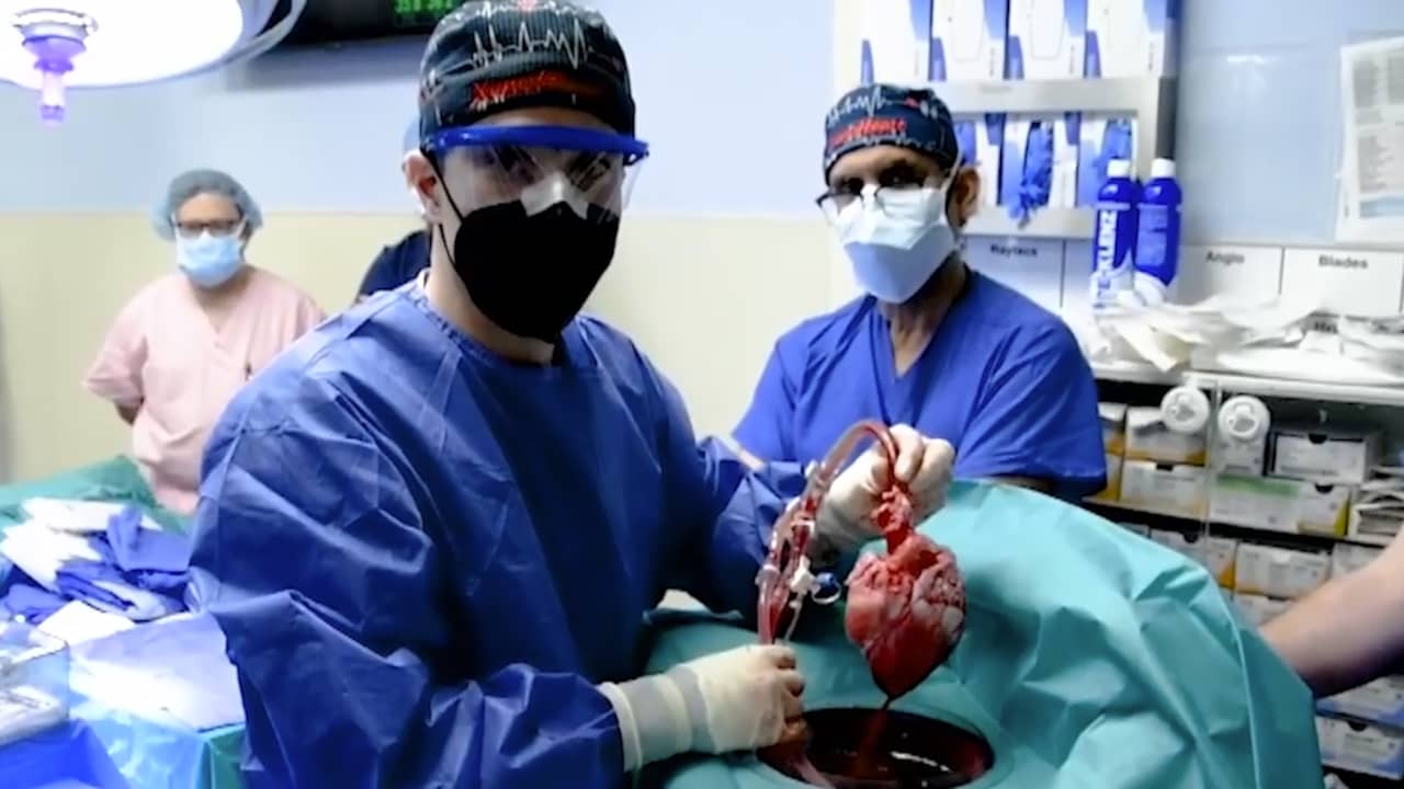 Beeld uit video: Artsen plaatsen varkenshart bij Amerikaanse patiënt