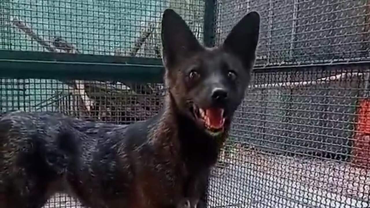Beeld uit video: Zo ziet de eerste kruising tussen een hond en een vos eruit