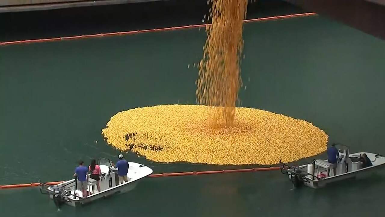 Beeld uit video: Tienduizenden badeendjes dobberen in Chicago River voor goed doel