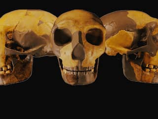 Mogelijk nieuwe mensensoort ontdekt dankzij 300.000 jaar oude schedel
