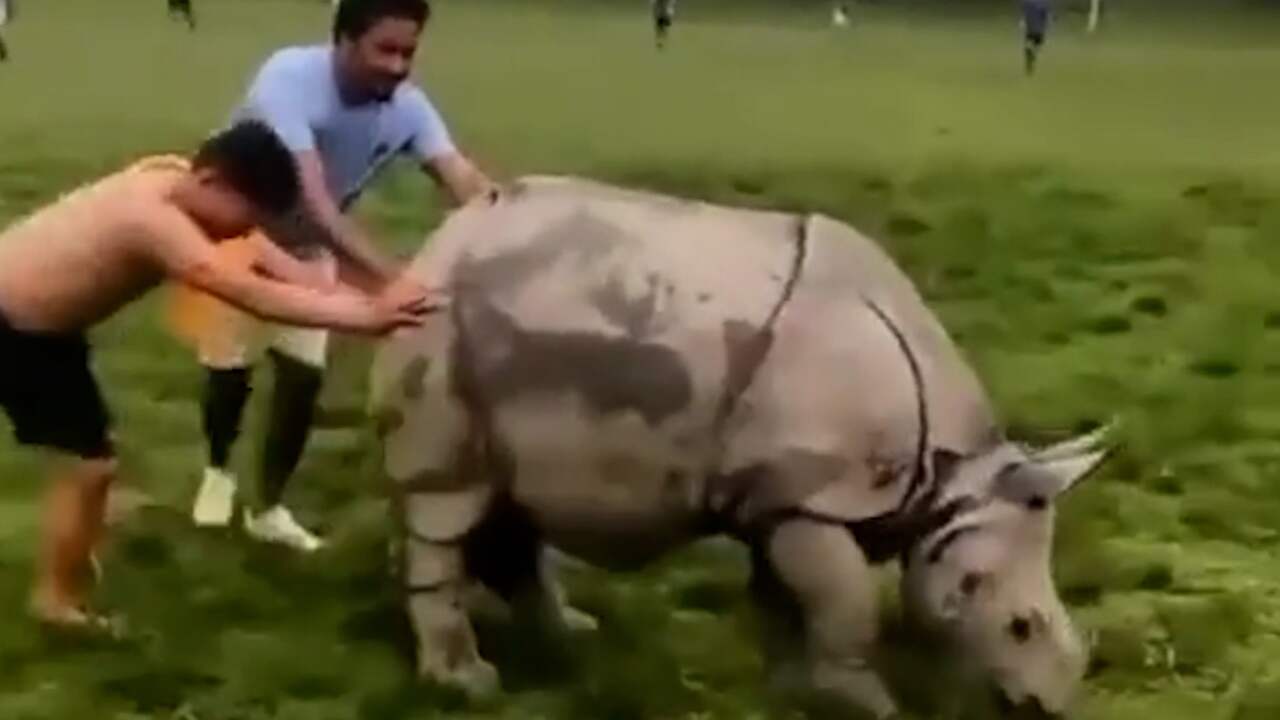 Beeld uit video: Neushoorn onderbreekt voetbalwedstrijd in India