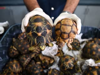 Douane onderschept honderden bedreigde schildpadden in Maleisië