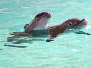 Dolfijnen moeten weg uit Belgisch dolfinarium: 'Niet meer te verantwoorden'