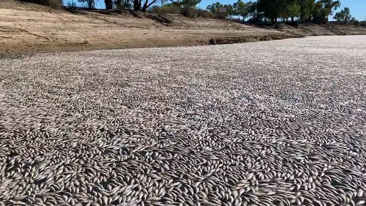 Beeld uit video: Australiër vindt een miljoen dode vissen in rivier