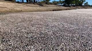 Australiër vindt een miljoen dode vissen in rivier