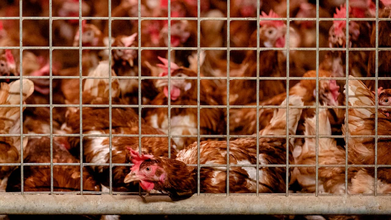 575.000 kippen stierven jaar onderweg naar het NU - Het laatste nieuws het eerst op NU.nl