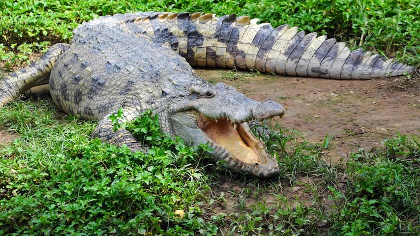 Tientallen krokodillen ontsnapt uit Chinese fokkerij door overstromingen