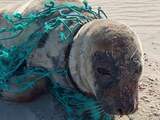 Goed nieuws: Tandartsen weer aan de slag | Zeehond uit net bevrijd