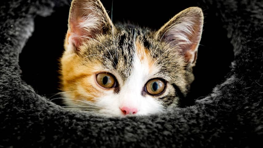 'Huiskatten kunnen uit een reeks woorden hun eigen naam herkennen'
