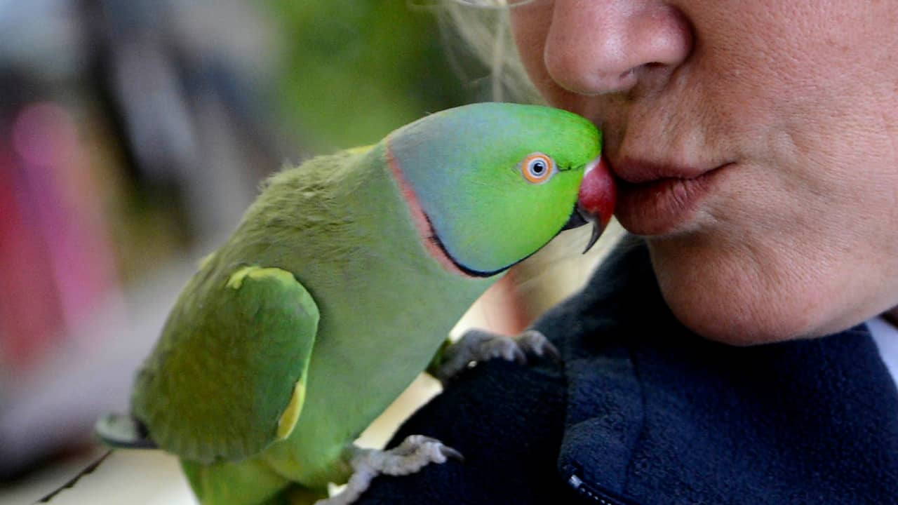 “Train driver in Belgium rescues injured ring-necked parakeet during ride from Hasselt to Ghent”