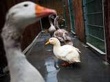 Dode ganzen in Enschedees park, mogelijk vogelgriep