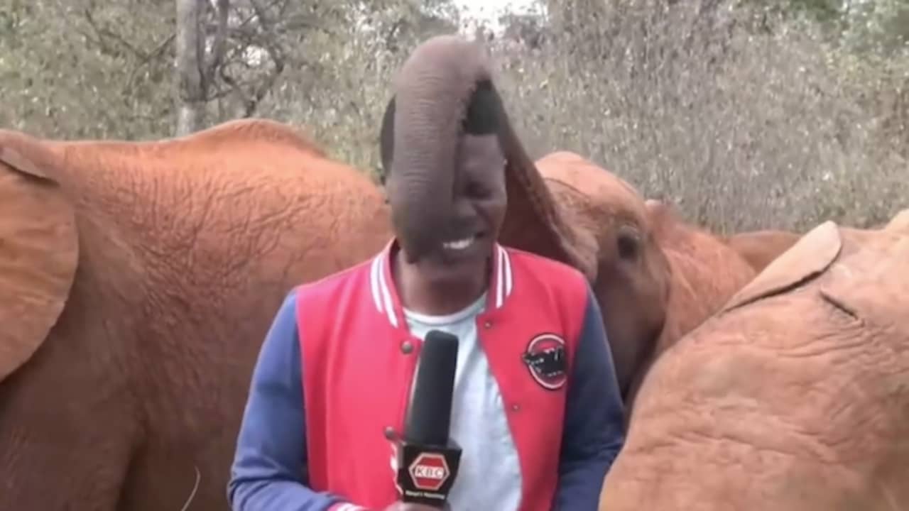 Beeld uit video: Keniaanse verslaggever schiet in de lach door gesnuffel van babyolifant