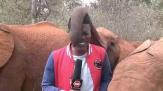 Keniaanse verslaggever schiet in de lach door gesnuffel van babyolifant