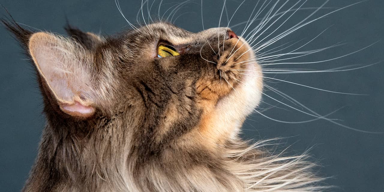 'Eén op de vijf katten raakt besmet bij coronageval binnen huishouden'