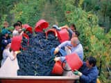 Italië dreigt titel van grootste wijnproducent te verliezen aan Frankrijk