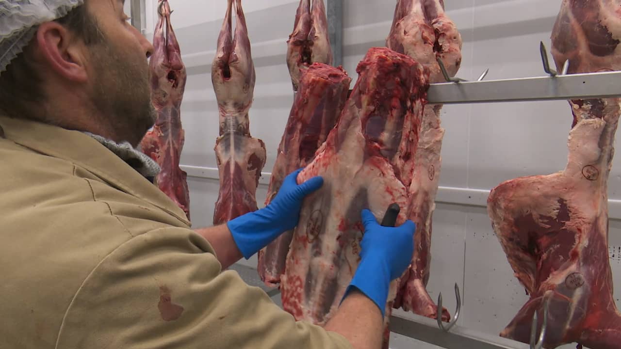 Beeld uit video: Vlees van herten Oostvaardersplassen te koop