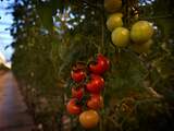 Groentetekort door kou in Spanje, waar zijn de Nederlandse tomaten gebleven?