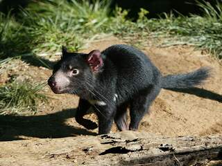 Tasmaanse duivel leeft na drieduizend jaar weer op Australisch vasteland