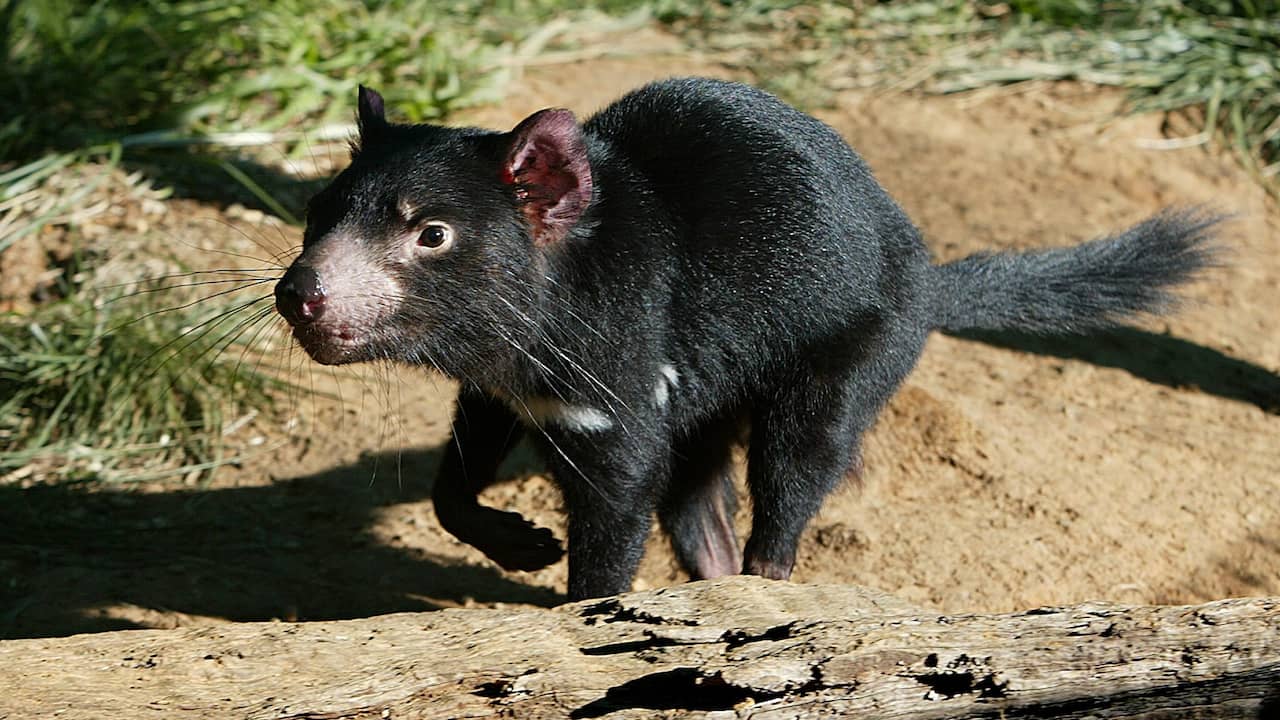 Tasmanian devil lives again on Australian mainland after three thousand years |  NOW