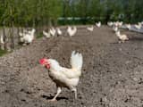 DEN BOMMEL - De kippen van pluimveebedrijf Eibaar mogen weer naar buiten. De ophokplicht van pluimvee vanwege de vogelgriep is niet langer nodig. ANP ARIE KIEVIT