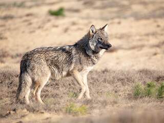 Hond doodgebeten door wolf in provincie Utrecht, voor ogen van baasje