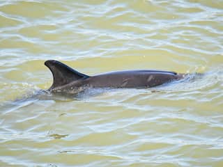 Gestrande dolfijn bij havens Amsterdam weer terug door sluis geloodst