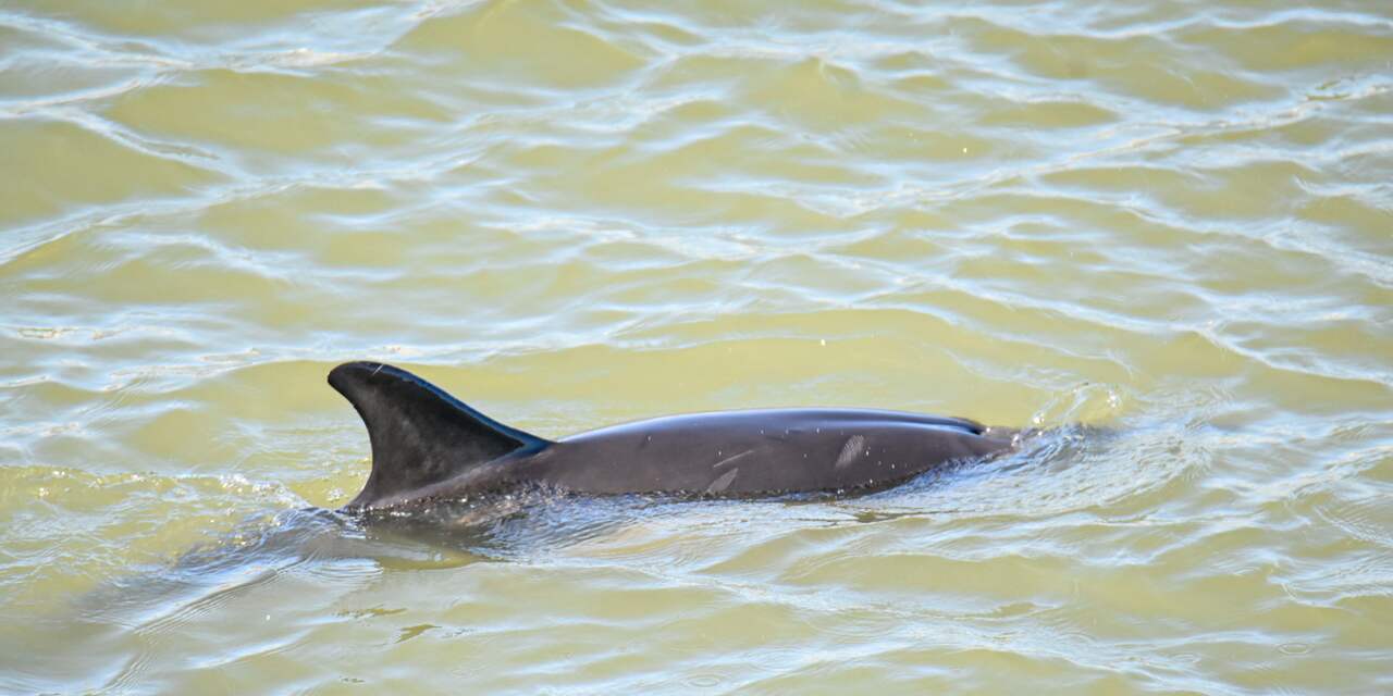 Dolfijn in Amsterdamse haven niet ziek of vermagerd, wel veel zorgen
