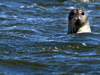 Populatie zeehonden in Waddenzee groeit sterk