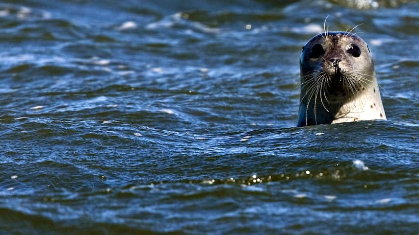Populatie zeehonden in Waddenzee groeit sterk