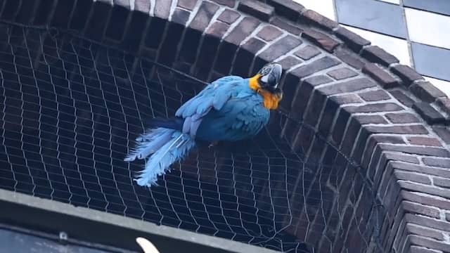 Papegaai raakt verstrikt in netten van Haagse kerktoren