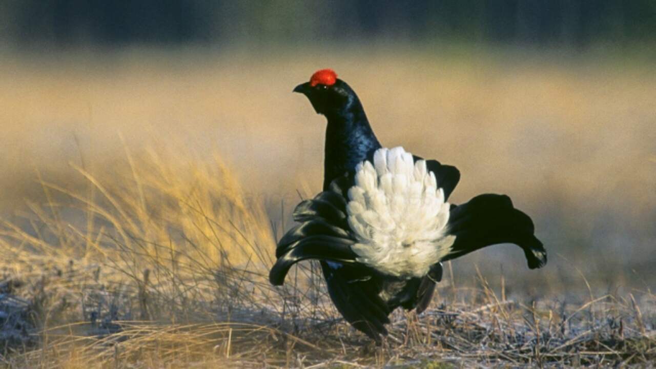 Het korhoen komt in Nederland alleen nog voor op de Sallandse Heuvelrug. Door verzuring sterven kuikens van ondervoeding.