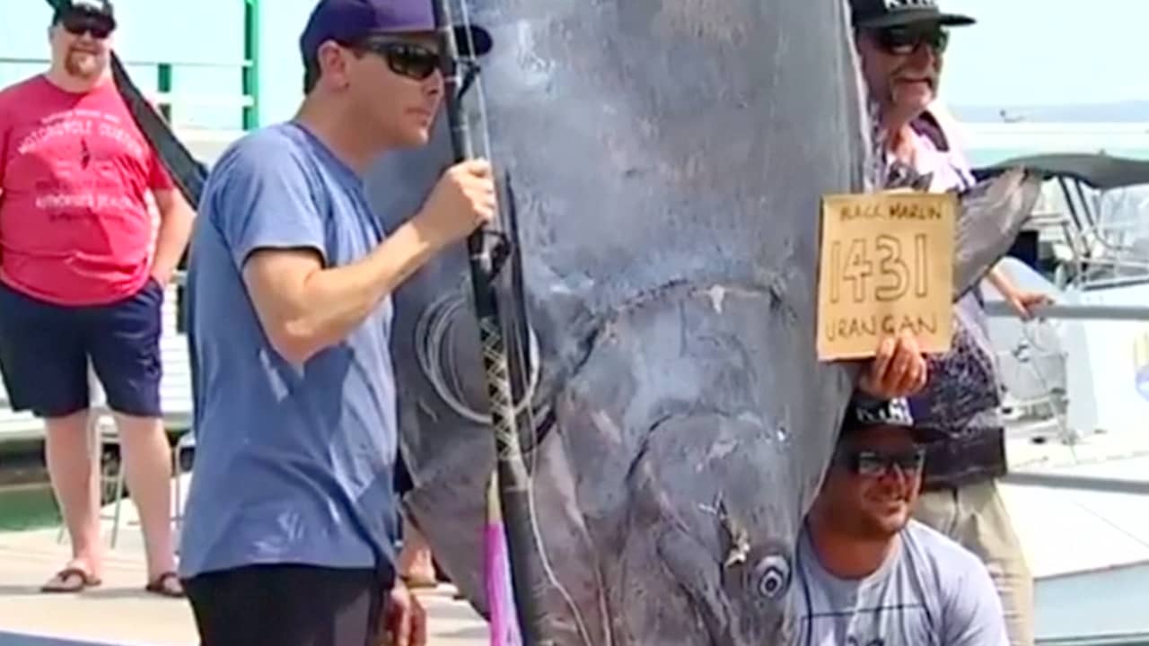 Beeld uit video: Australische man vangt vis van 649 kilo