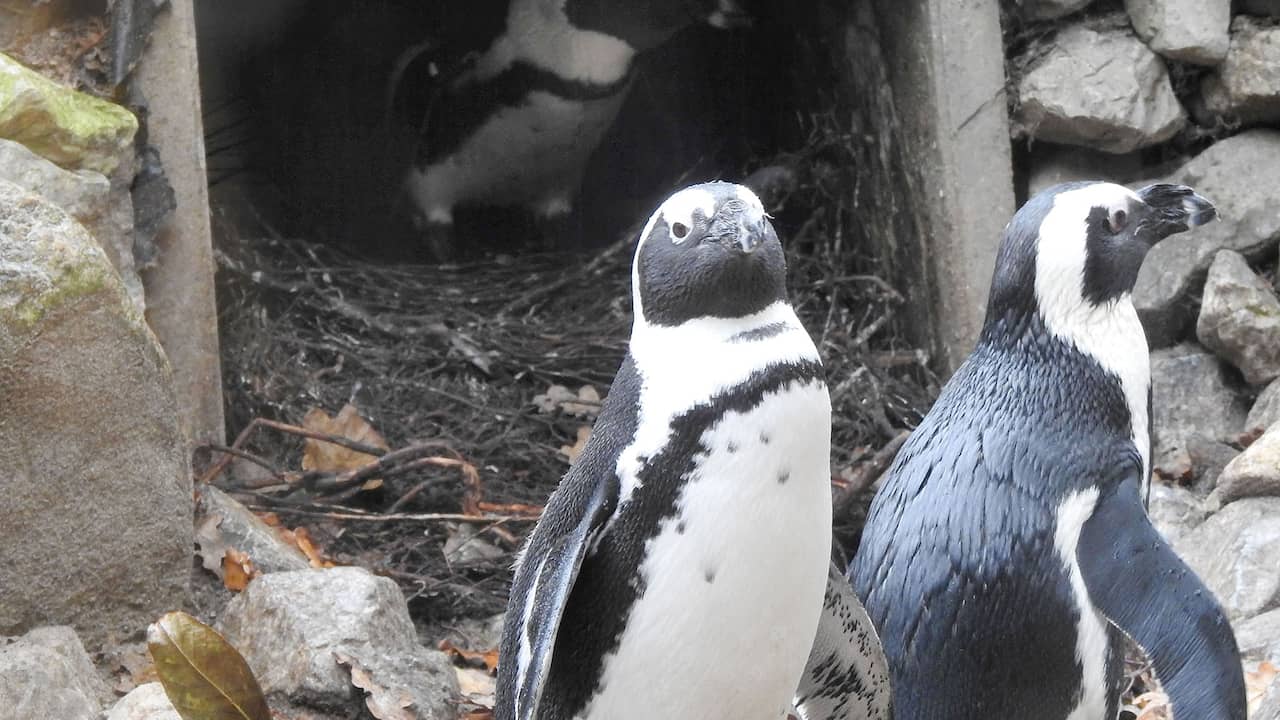 Homosexual Penguin Couple Hatch Egg From Heterocouple In Amersfoort Teller Report