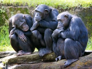 Chimpansees maken elkaar afstanden duidelijk met armgebaren
