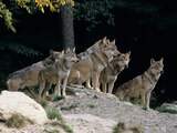 Negen wolven dood gevonden in nationaal park in Italië, mogelijk vergiftigd