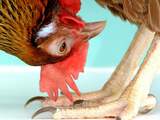 'Genetisch aangepaste kippen leggen eieren met kankermedicijn'