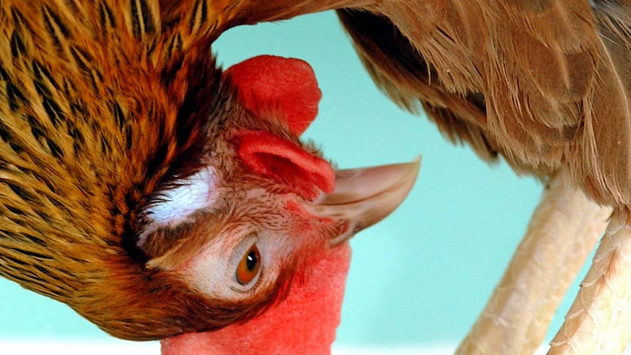 informatie Springen film Genetisch aangepaste kippen leggen eieren met kankermedicijn' | Wetenschap  | NU.nl