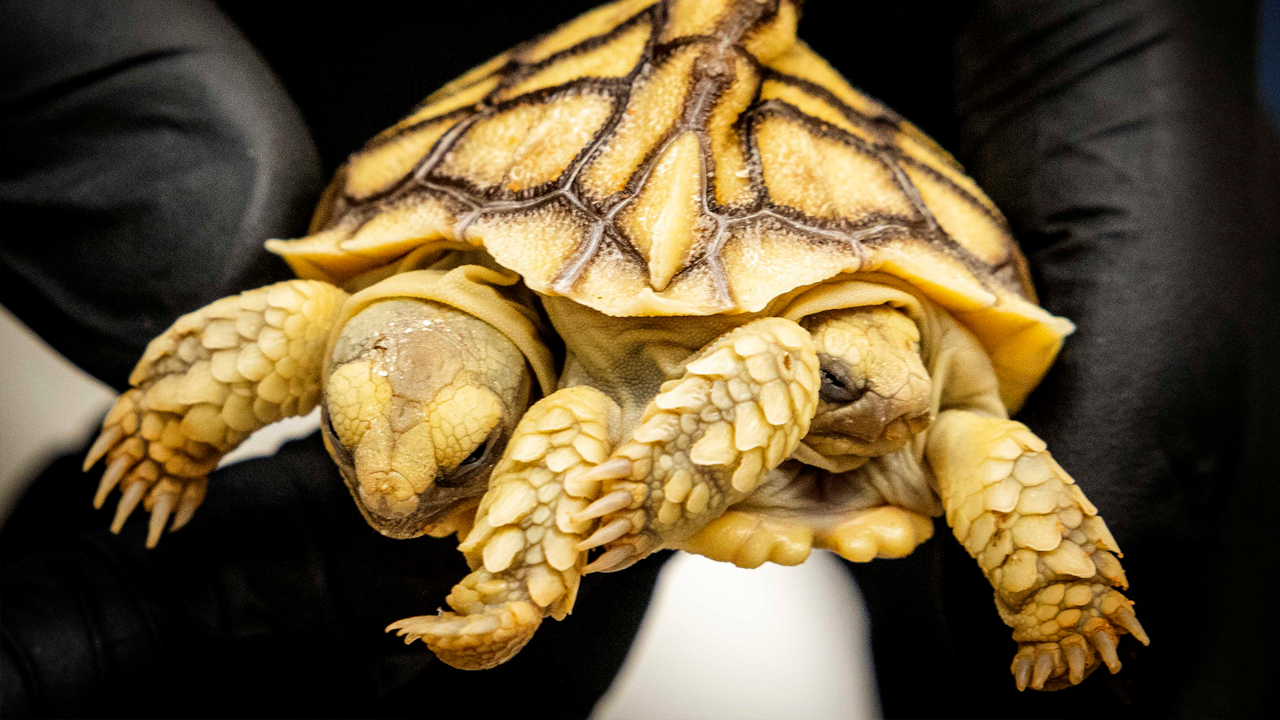 Beeld uit video: Zeldzame tweekoppige schildpad uit Putten krijgt CT-scan