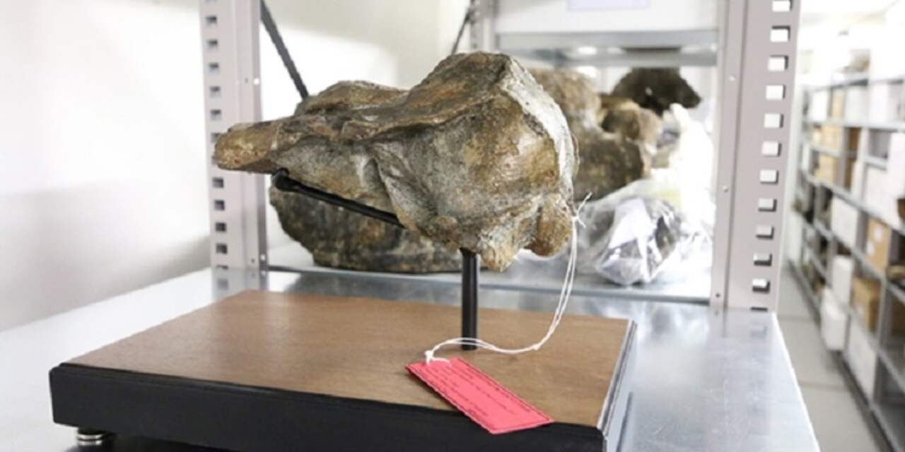 Fossiel van nieuwe prehistorische dolfijnensoort gevonden in Westerschelde