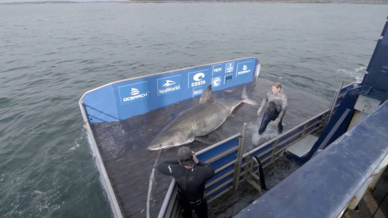 Beeld uit video: Vijftigjarige witte haai gevangen voor onderzoek in Canada