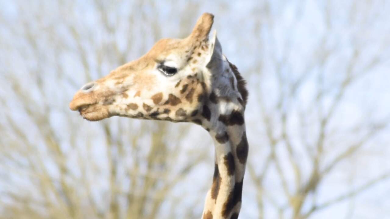 Beeld uit video: Dieren Burgers' Zoo uitgelaten op eerste dag buiten na winterperiode