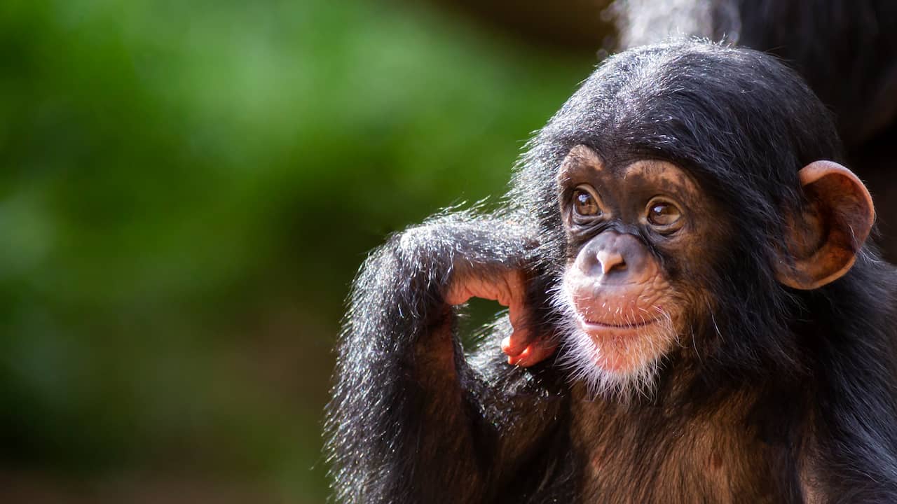Monyet-monyet muda tampaknya mengganggu orang yang lebih tua seperti halnya mereka mengganggu manusia  Teknologi dan sains